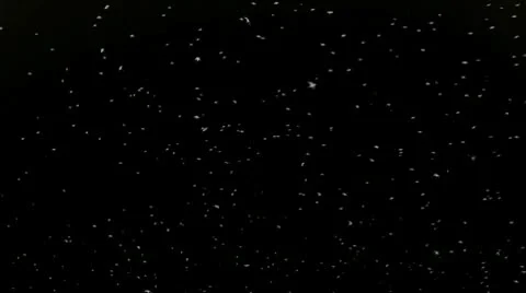 Flock of birds 03 Stock-Footage 10756466