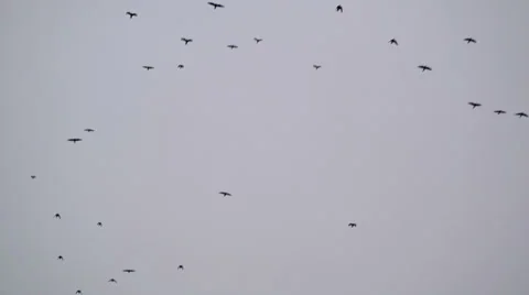 Flock of Birds 10 Stock Footage 33825298