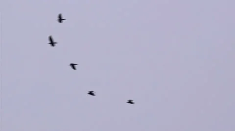 Flock of Birds 12 Stock Footage 33825164