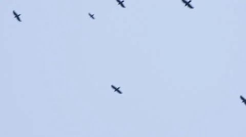 Flock of Birds 4 Video stock 33825376
