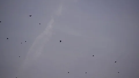 Flock Of Birds 4k Stock Footage 77715183