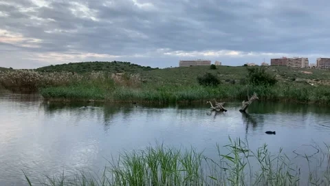 Flock of birds and ducks flying around the lake, nature scene during cloudy day Stock Footage 167221653