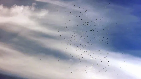 A flock of birds and white clouds. Stock Footage 111152308