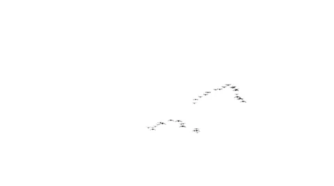 Flock of Birds Animation Stock-Footage 22468019