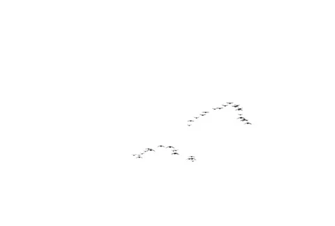 Flock of Birds Animation Ntsc Stock-Footage 22467681