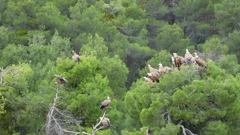 A flock of birds are perched on a tree branch in a lush green forest Stock Footage 278102032
