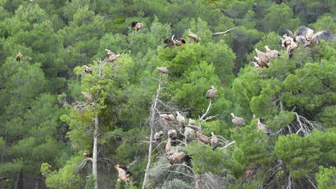 A flock of birds are perched on a tree branch Stock Footage 278102225