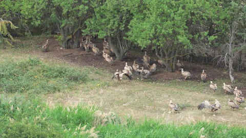 A flock of birds are walking through a field Stock Footage 278103307