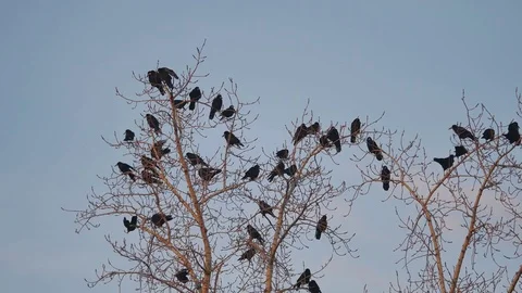 Flock of birds autumn taking off from a tree, a flock of crows black bird dry Stock Footage 81387079