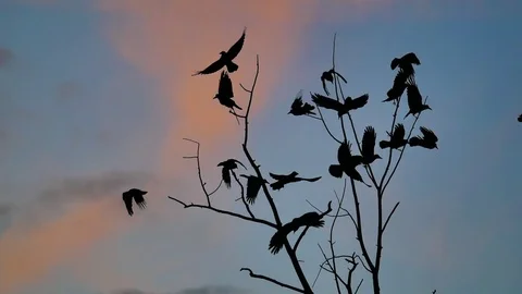 Flock of birds autumn taking off from a tree, a flock of crows black bird dry Vídeo Stock 81387199