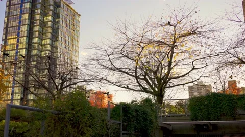 Flock of birds autumn taking off from a tree Vídeo Stock 143945535