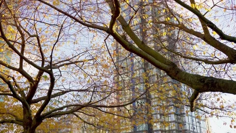 Flock of birds autumn taking off from a tree Stock Footage 144036985