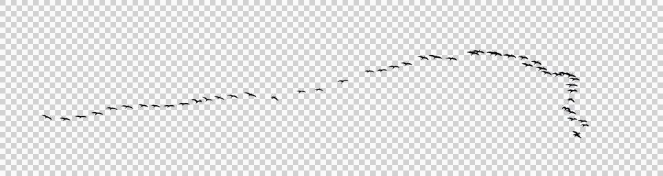 Flock of birds backlit isolate Stock Photos