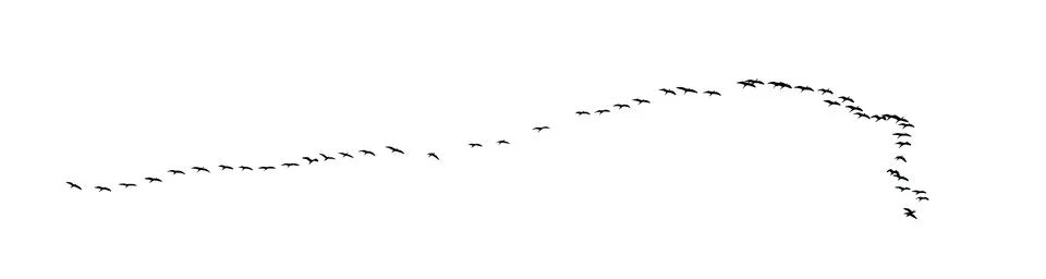 Flock of birds backlit isolate Foto stock