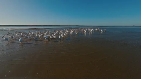 A Flock of Birds Bask in the Sun Stock Footage 297577772