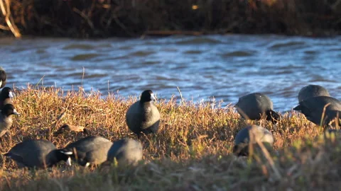 Flock of birds on the beach close to the river. Walking American coot Stock Footage 148470617