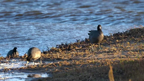 Flock of birds on the beach close to the river. Walking American coot Stock Footage 148472157