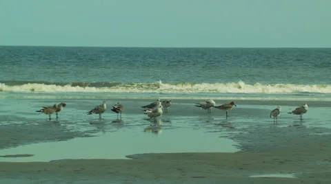 Flock of birds on beach Stock Footage 57814612