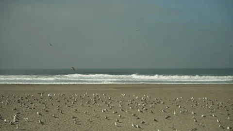 Flock of birds on beach Stock Footage 125781787