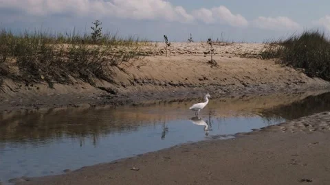 A flock of birds on the beach Stock Footage 138067264