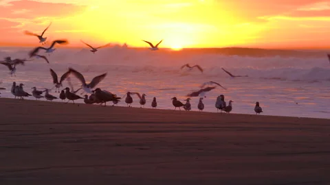 Flock of birds on the beach at sunset. Stormy ocean and colorful bright sky back Stock Footage