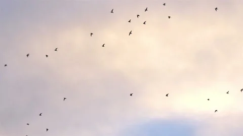 Flock of birds Beautiful sky flying at sunset 4K Stock Footage 51786665