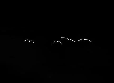 Flock of birds on a black background Stock Illustration