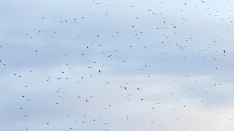 Flock of birds on blue sky with clouds Stock Footage 117213511