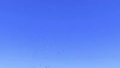 Flock of birds on blue sky Stock Footage 80252789