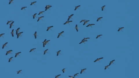 A flock of birds in the blue sky Video stock 295301588