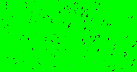Flock of Birds from bottom to top, Chroma Key Stock Footage 90677935