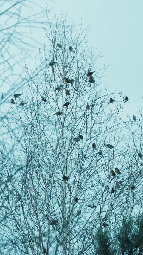 A flock of birds on the branches of a tree. Sparrows in a tree. Video stock 299975878