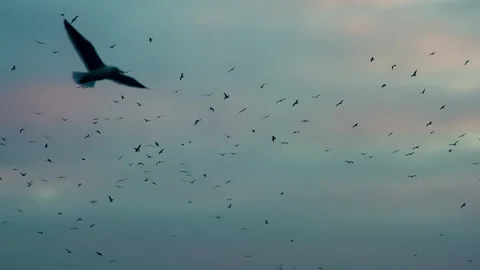 Flock of Birds in the Bright Sky HD Pro HQ 库存影片 340901152