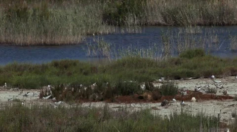 Flock of birds brooding 库存影片 723525