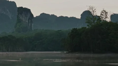 A flock of birds catch fish diving into the water with splashes on a quiet river Stock Footage 254281413