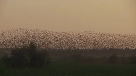Flock of birds change shape Stock Footage 57683451