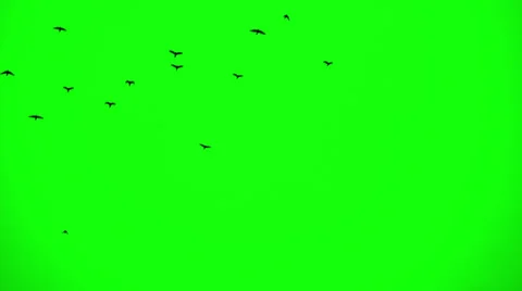 Flock of Birds. Chroma Key 1 | Stock Video | Pond5