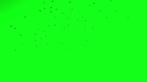 Flock of Birds Chroma Key Stock Footage 44959254
