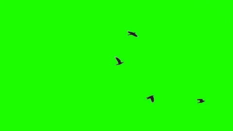 Flock of Birds on Chroma Key Stock-Footage 101435338