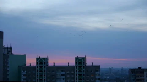 Flock Of Birds In The Ciny At Dawn Stock Footage 64909829