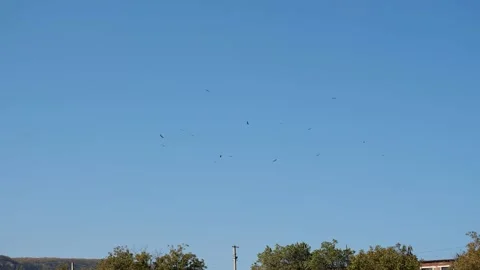 Flock of birds in the clear sky over the settlement Stock Footage 145872011