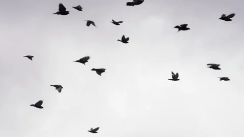 Flock of Birds in the Cloudy Sky 4K TZ 库存影片 329674314