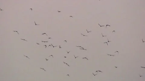 Flock of birds in the cloudy sky Stock Footage 281570916