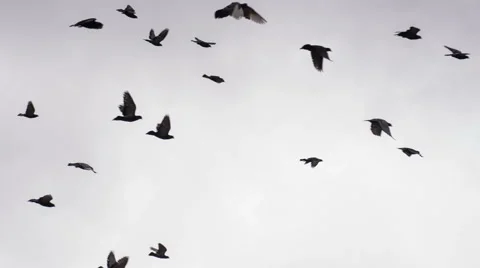 Flock of Birds in the Cloudy Sky HD Pro Stock Footage 50340782