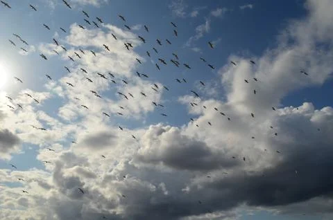 The flock of birds in the cloudy sky Stock Photos