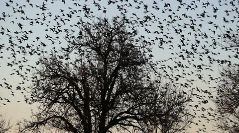 Flock of Birds Common blackbird (Turdus merula ) 5 Stock Footage 48531484