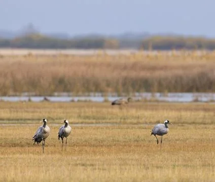 Flock of birds, Common Crane, migration in Hortobagy National Park, UNESCO .. Foto stock