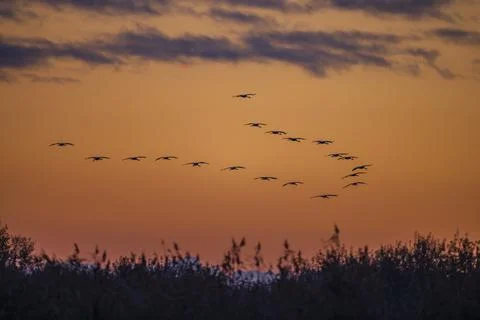 Flock of birds, Common Crane, migration in Hortobagy National Park, UNESCO .. Foto stock
