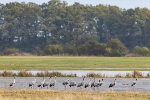 Flock of birds, Common Crane, migration in Hortobagy National Park, UNESCO .. Foto stock