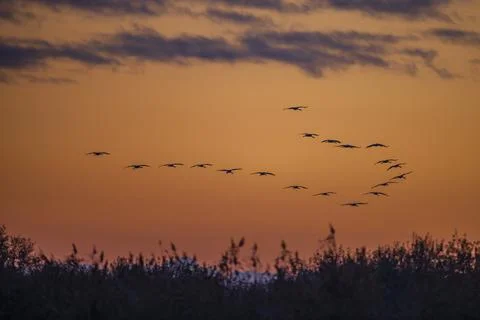 Flock of birds, Common Crane, migration in Hortobagy National Park, UNESCO .. Foto stock